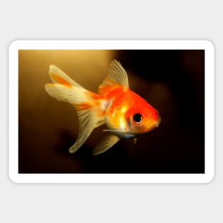 Goldfish Sticker